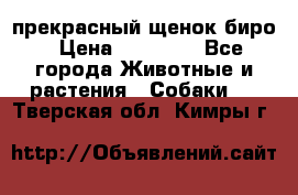 прекрасный щенок биро › Цена ­ 20 000 - Все города Животные и растения » Собаки   . Тверская обл.,Кимры г.